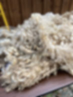 Thumbnail: Anna #844 - 5lb F1 Valais White Wool Raw Fleece for Spinning & Fiber Crafts