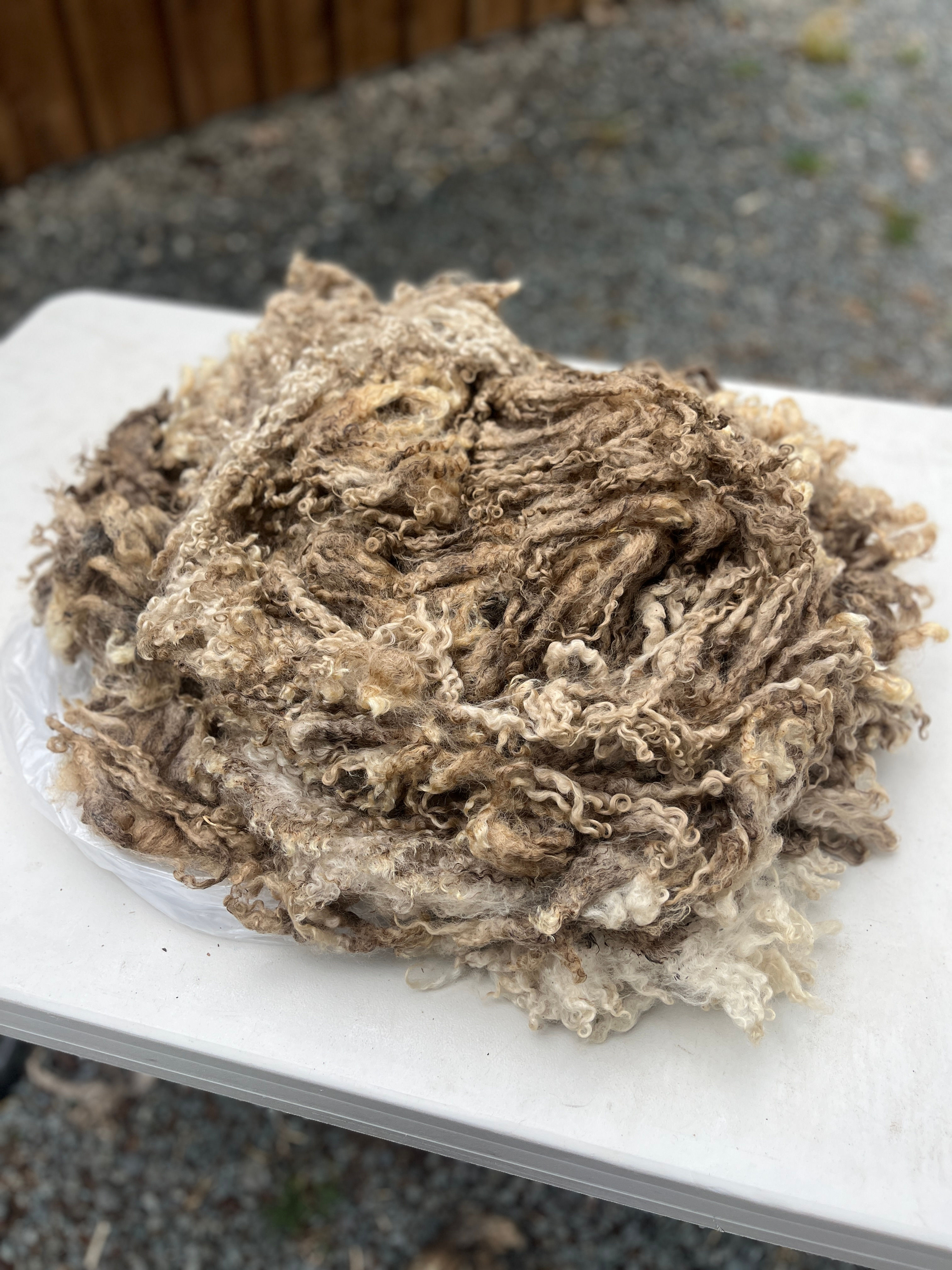 Petunia #757 - 4 lbs of Teeswater Raw Fleece Natural White Wool Fiber
