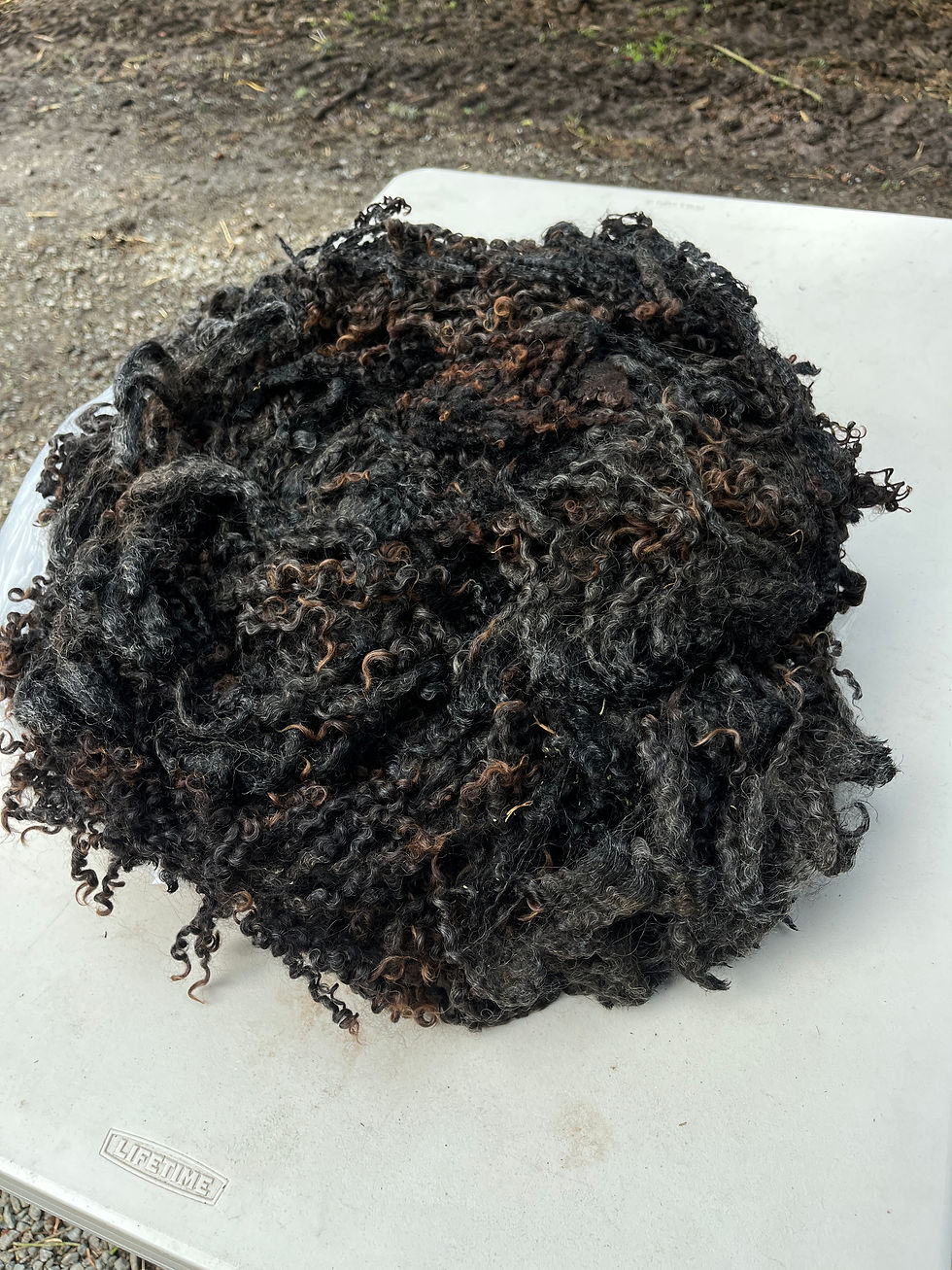 Sophie #816 - Wensleydale Raw Fleece Natural Black Wool Fiber 1/31/25