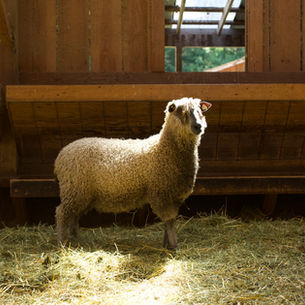 A Farmer’s Guide To Managing Breeding Season: Our Sheep Synchronization Process