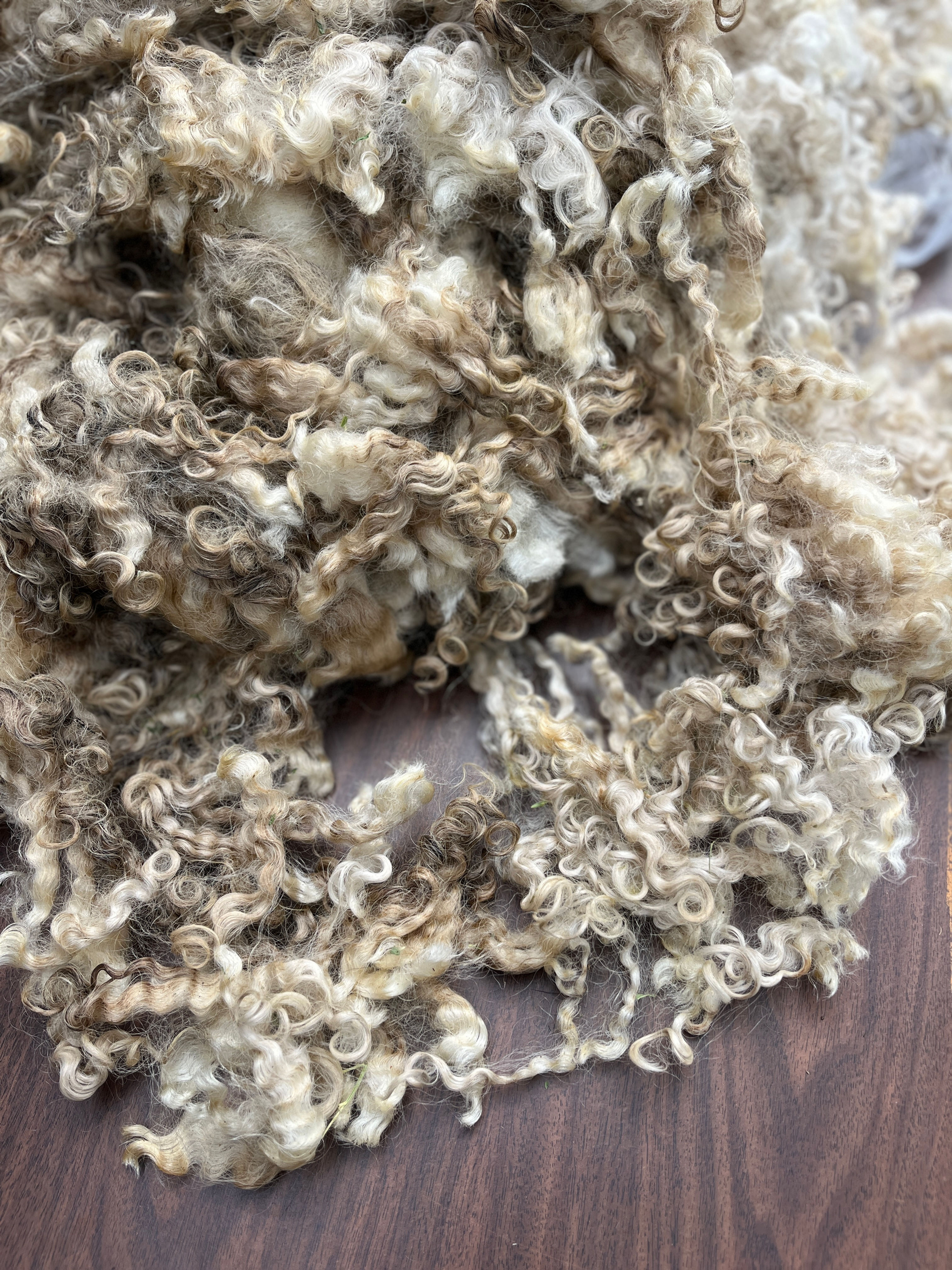 Druzy #978 - 5lb F1 Valais White Wool Raw Fleece for Spinning & Fiber Crafts