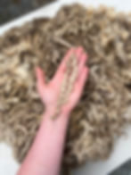 Petunia #757 - 4 lbs of Teeswater Raw Fleece Natural White Wool Fiber
