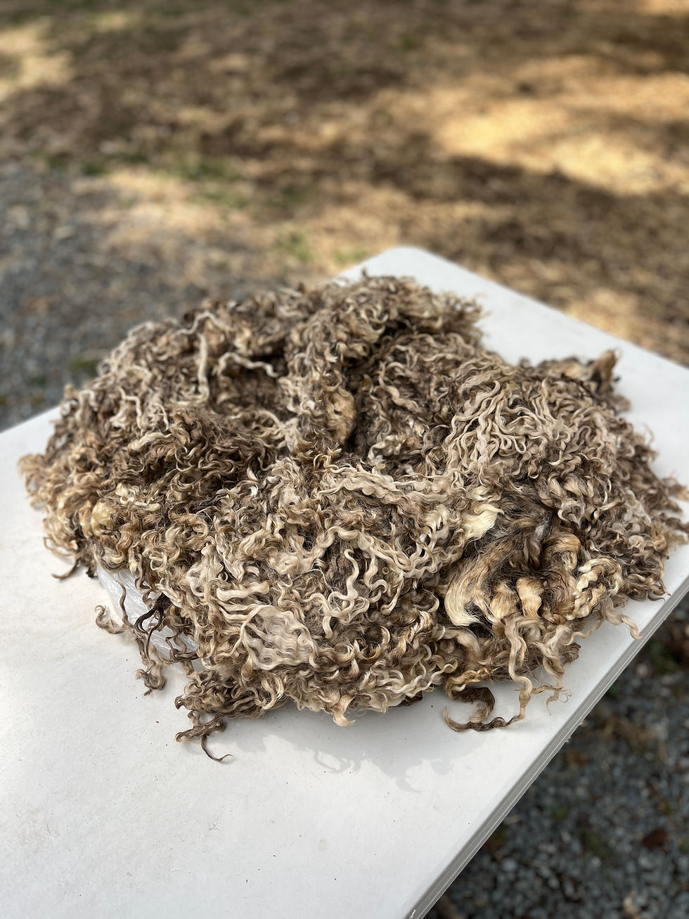 Thumbnail: Bianca #896 - 7 lbs of Wensleydale Raw Fleece Natural White Wool Fiber