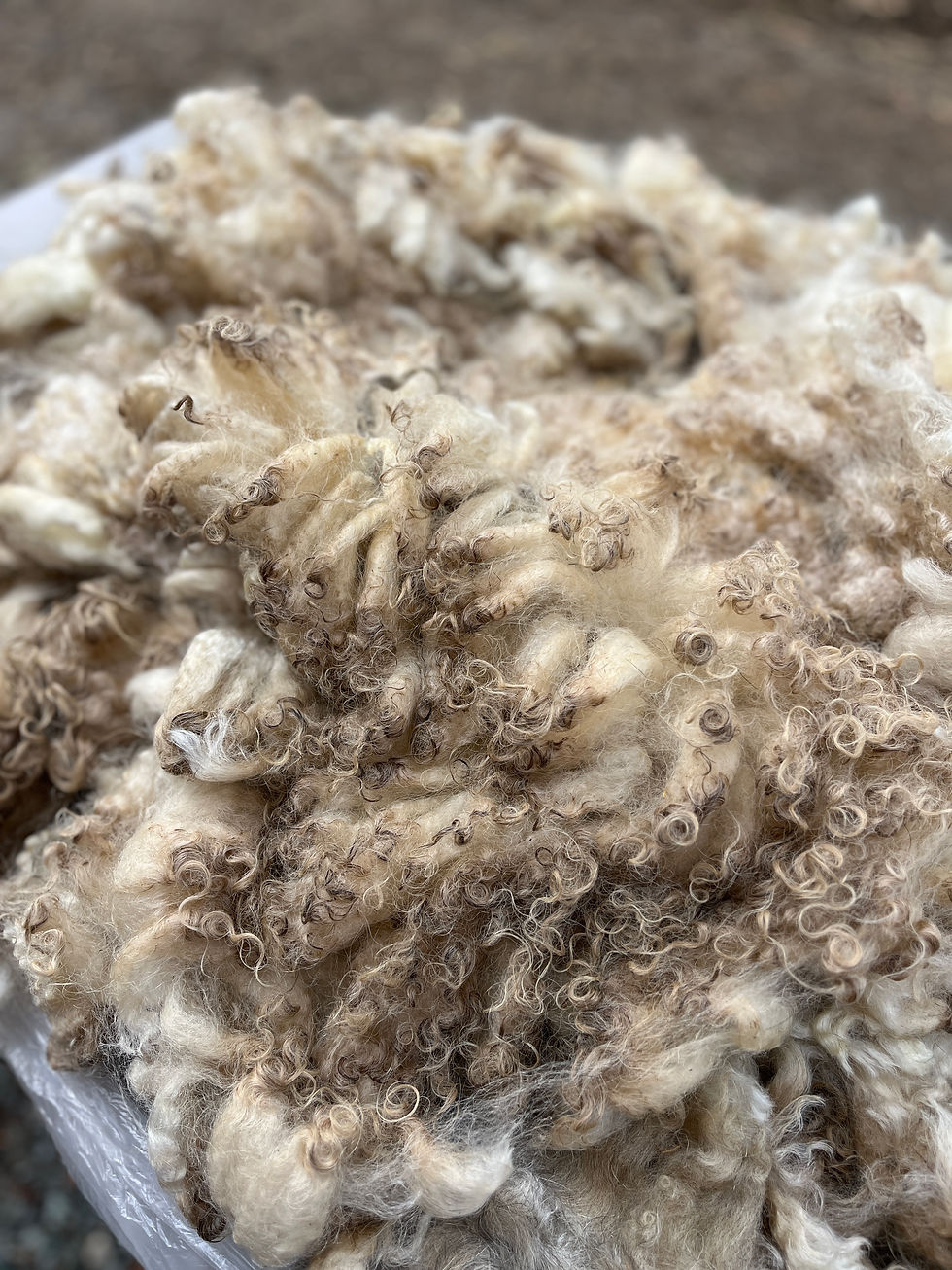 Thumbnail: Gabby #861 - 5.5lb F1 Valais White Wool Raw Fleece for Fiber Crafts