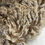 Thumbnail: Lima #927 – 6.5lb White F1 Valais/Teeswater Raw Wool Fleece