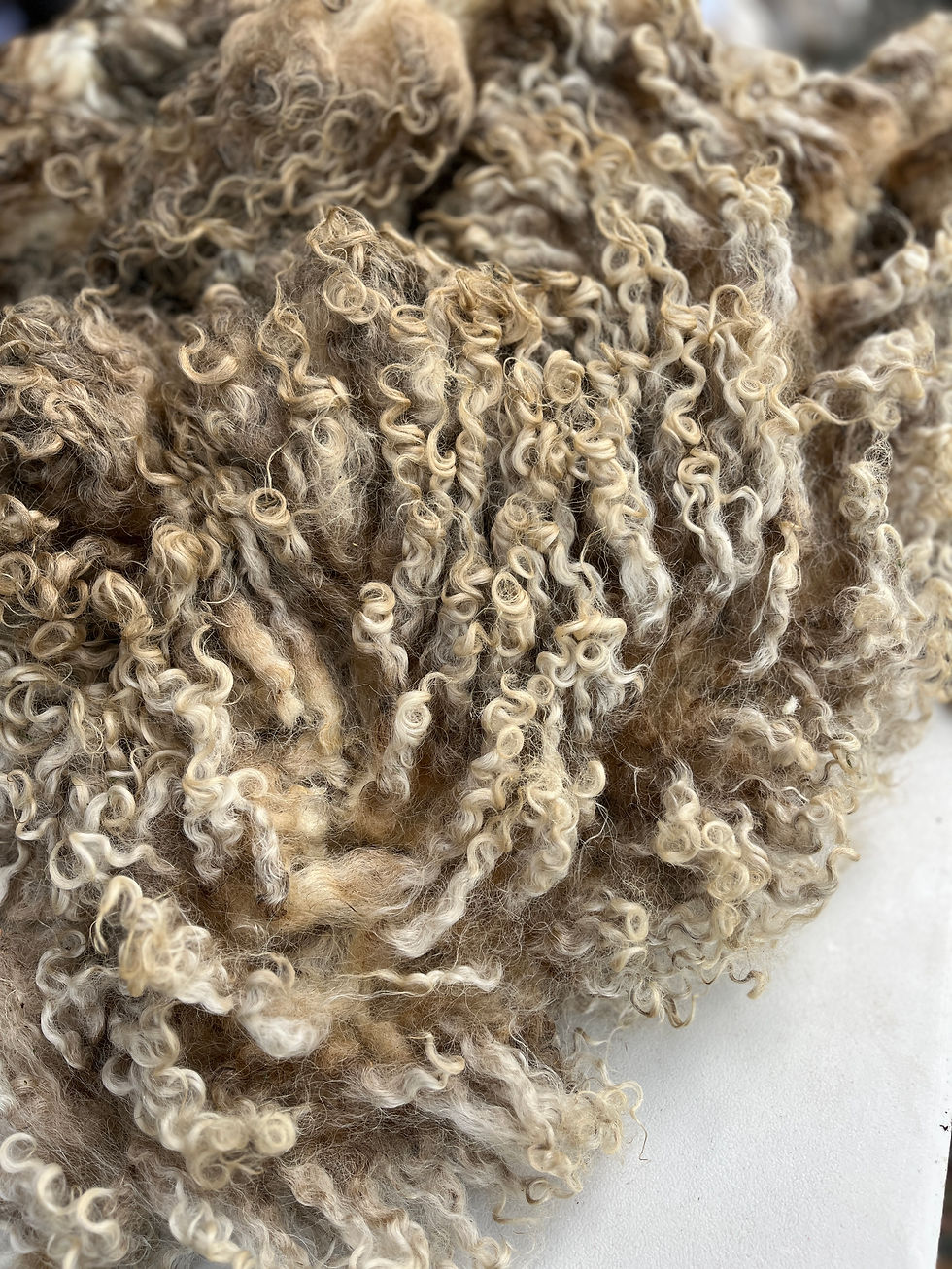 Lima #927 – 6.5lb White F1 Valais/Teeswater Raw Wool Fleece