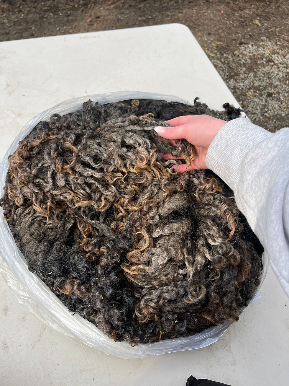 Thumbnail: Duchess #785 - Wensleydale Raw Fleece Natural Black Wool Fiber 1/31/25