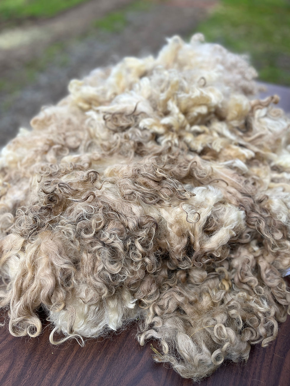 Pebble #942 - 5.5lb F2 Valais White Wool Raw Fleece for Spinning & Fiber Crafts