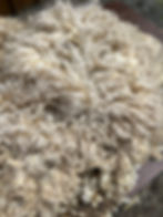 Thumbnail: Anna #844 - 5lb F1 Valais White Wool Raw Fleece for Spinning & Fiber Crafts