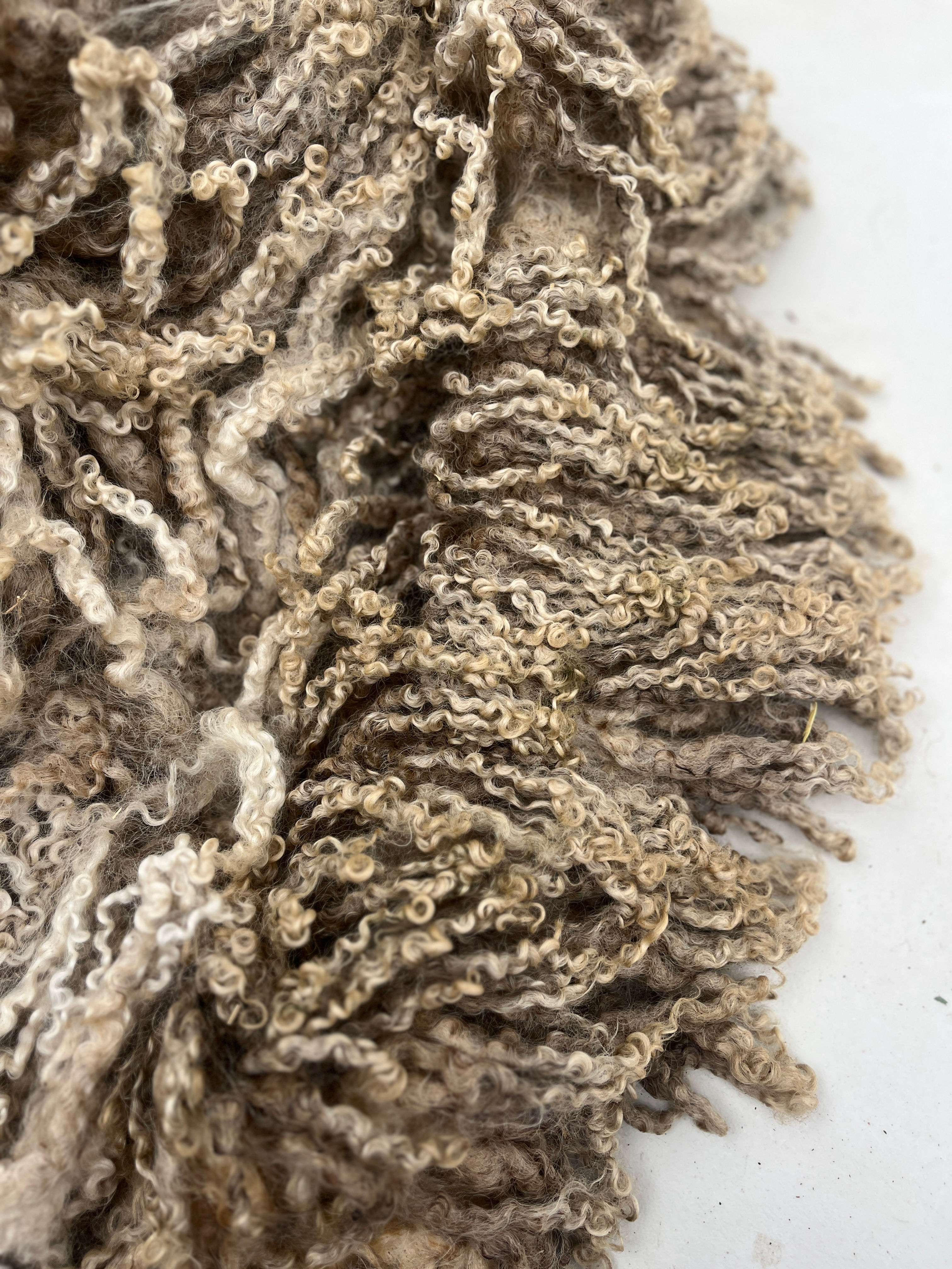 Serena #922 - 7.9lb Wensleydale White Raw Fleece | Wool for Spinning & Crafts