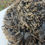 Thumbnail: Inga #714 – 7.5lb Charcoal/Silver Wensleydale Raw Fleece Wool for Fiber Crafts