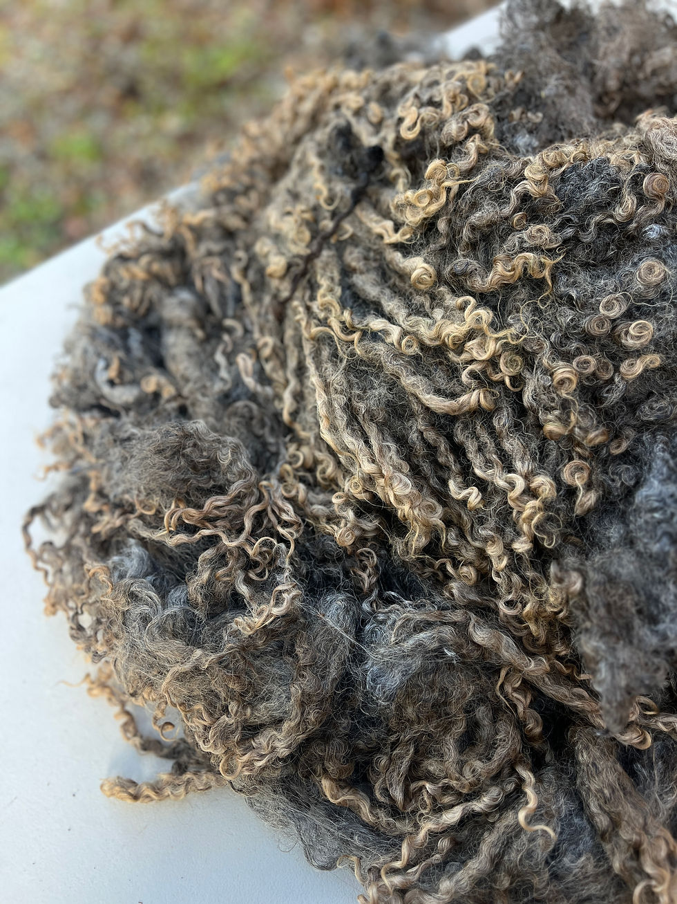Inga #714 – 7.5lb Charcoal/Silver Wensleydale Raw Fleece Wool for Fiber Crafts
