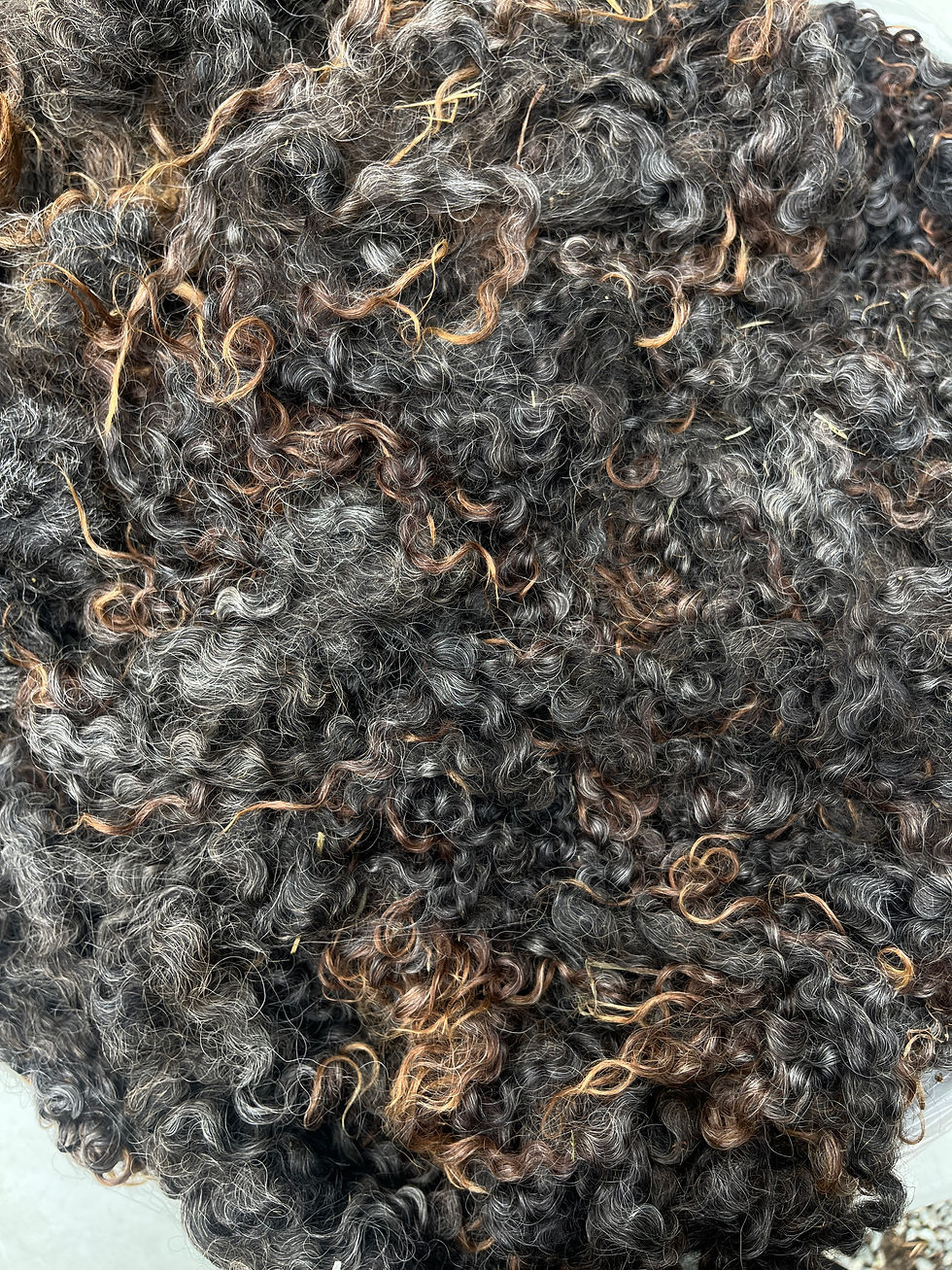 Thumbnail: Holly #683 - 6.5 lbs of Wensleydale Raw Fleece Natural Charcoal Wool Fiber