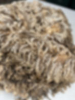 Sybell #676 - 4.5 lbs of Wensleydale Raw Fleece White Wool Fiber