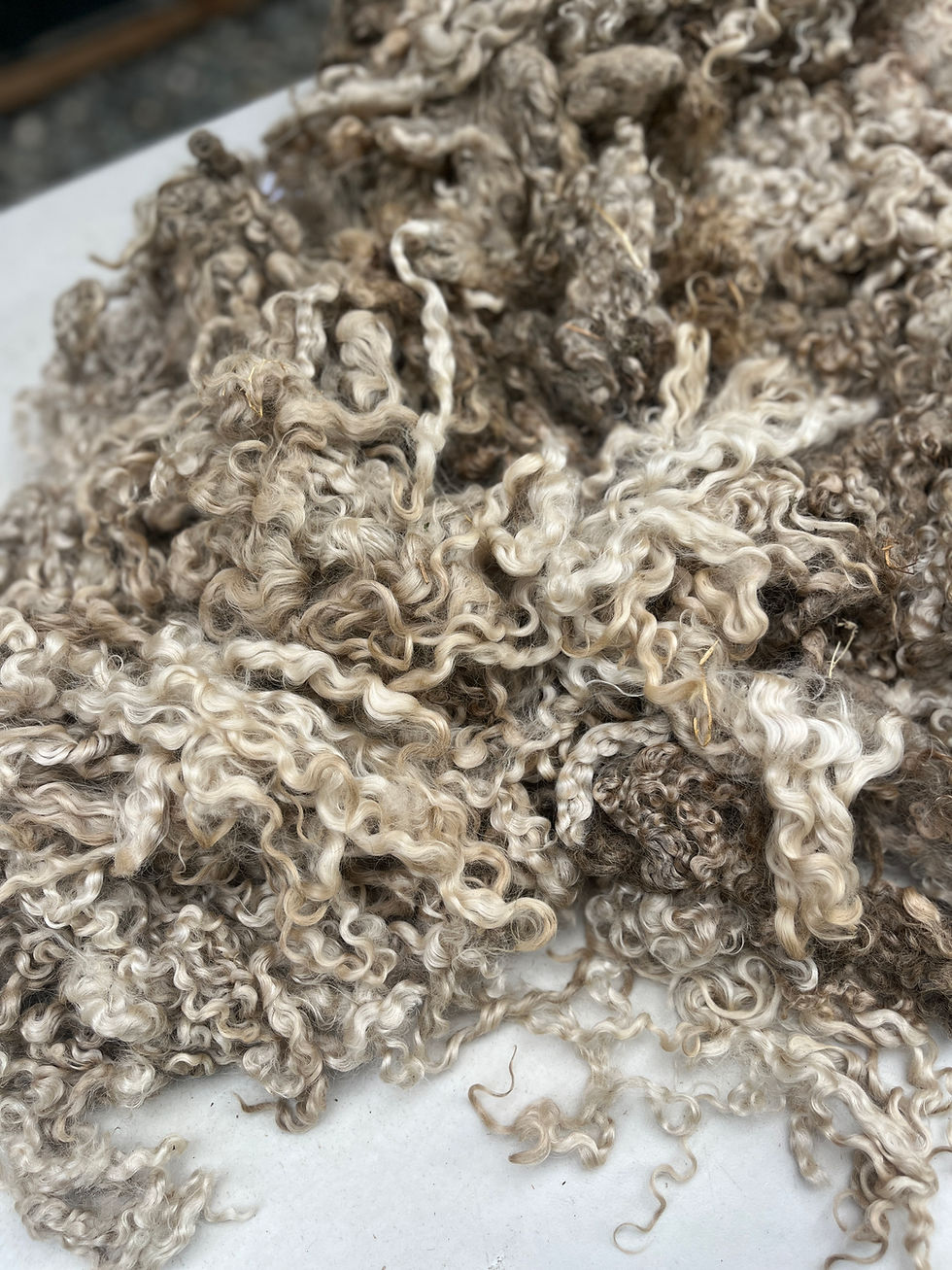 Thumbnail: #990 - 7.5 lbs of Wensleydale Raw Fleece Natural White Wool Fiber