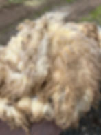 Little Bit #941 - 5lb F2 Valais White Wool Raw Fleece for Fiber Crafts