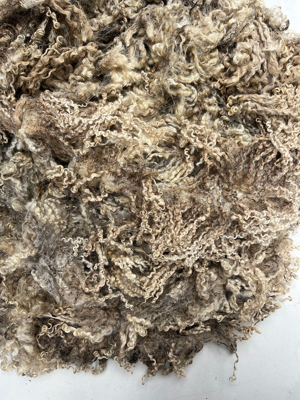 Thumbnail: Bilbo #911 - 6.5 lbs of Wensleydale Raw Fleece White Wool Fiber