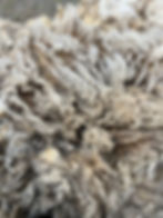 Jewels - 8lb White F1 Valais Raw Fleece Wool for Spinning & Fiber Crafts