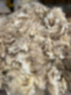 Hazel #830 - 5lb F1 Valais White Wool Raw Fleece for Fiber Crafts Sheared 3/13/2