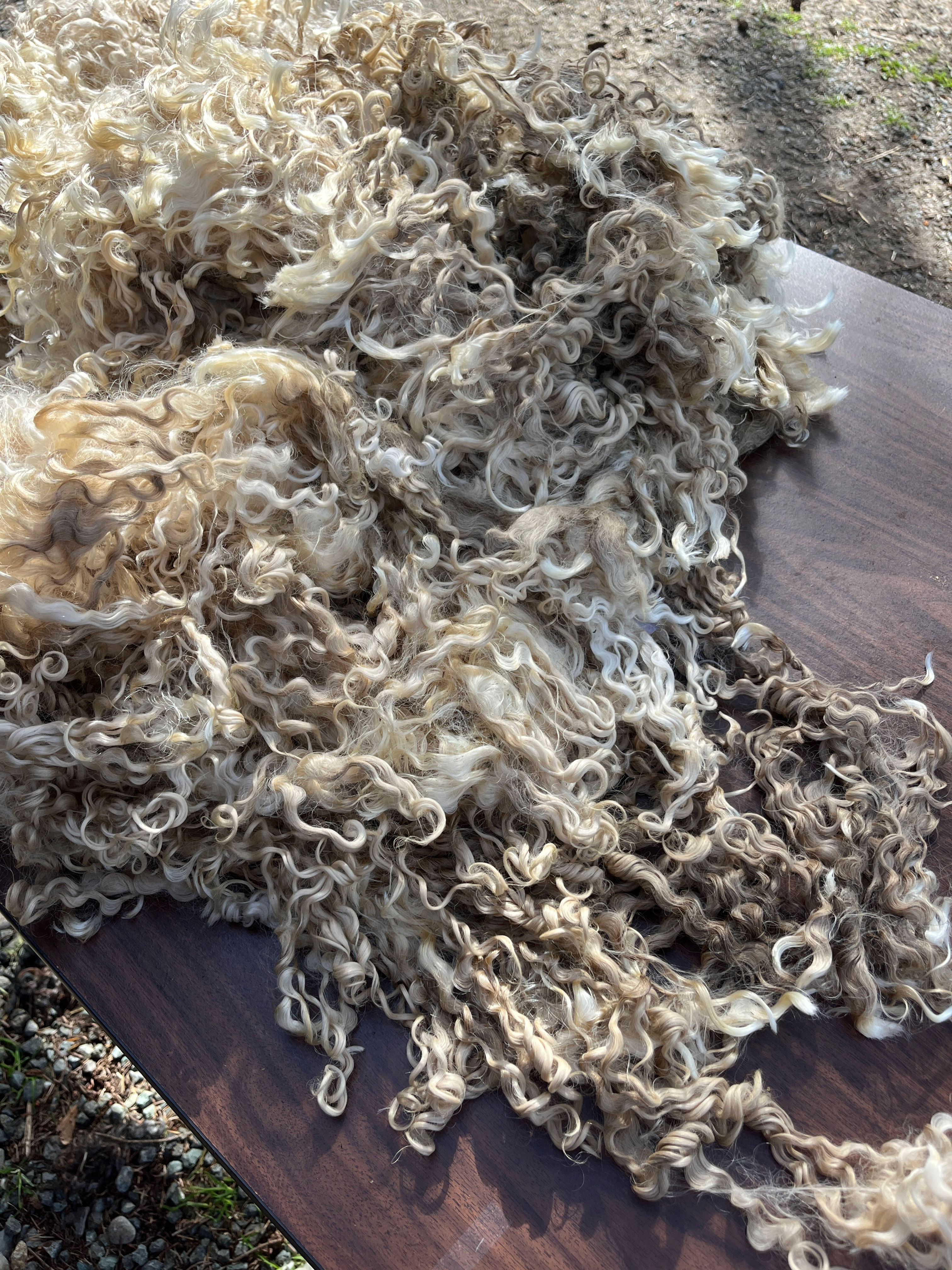 #1002 - 6lb Valais/Wensleydale White Wool Raw Fleece for Spinning & Fiber Crafts