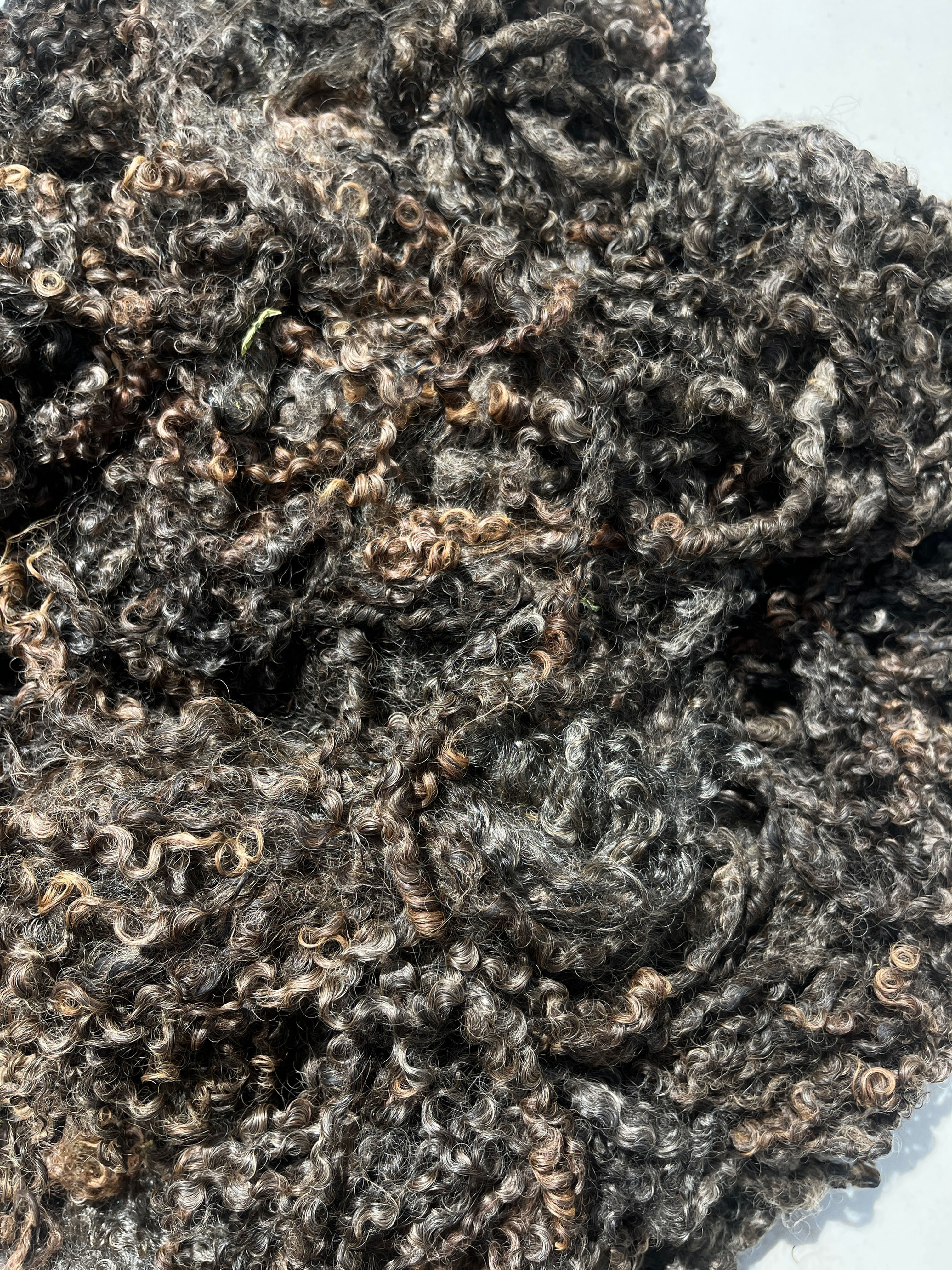 Babette #799 - 7.5 lbs of Wensleydale Raw Fleece Charcoal Brown Wool Fiber