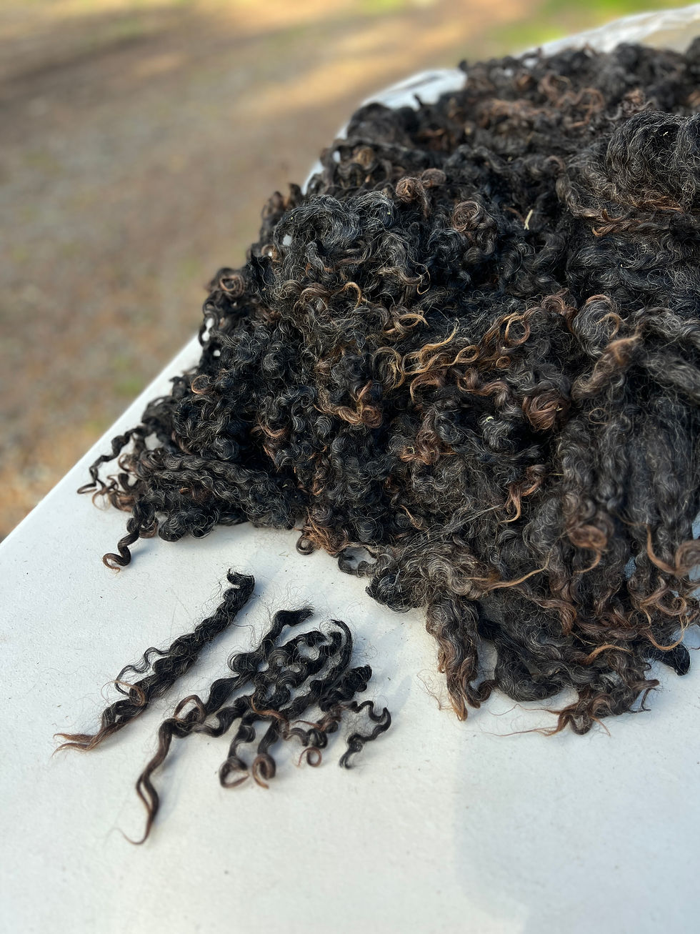 Dusty #773 – 8lb Black Wensleydale Raw Fleece Wool for Spinning & Fiber Crafts