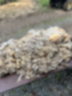 Thumbnail: Jewels - 8lb White F1 Valais Raw Fleece Wool for Spinning & Fiber Crafts