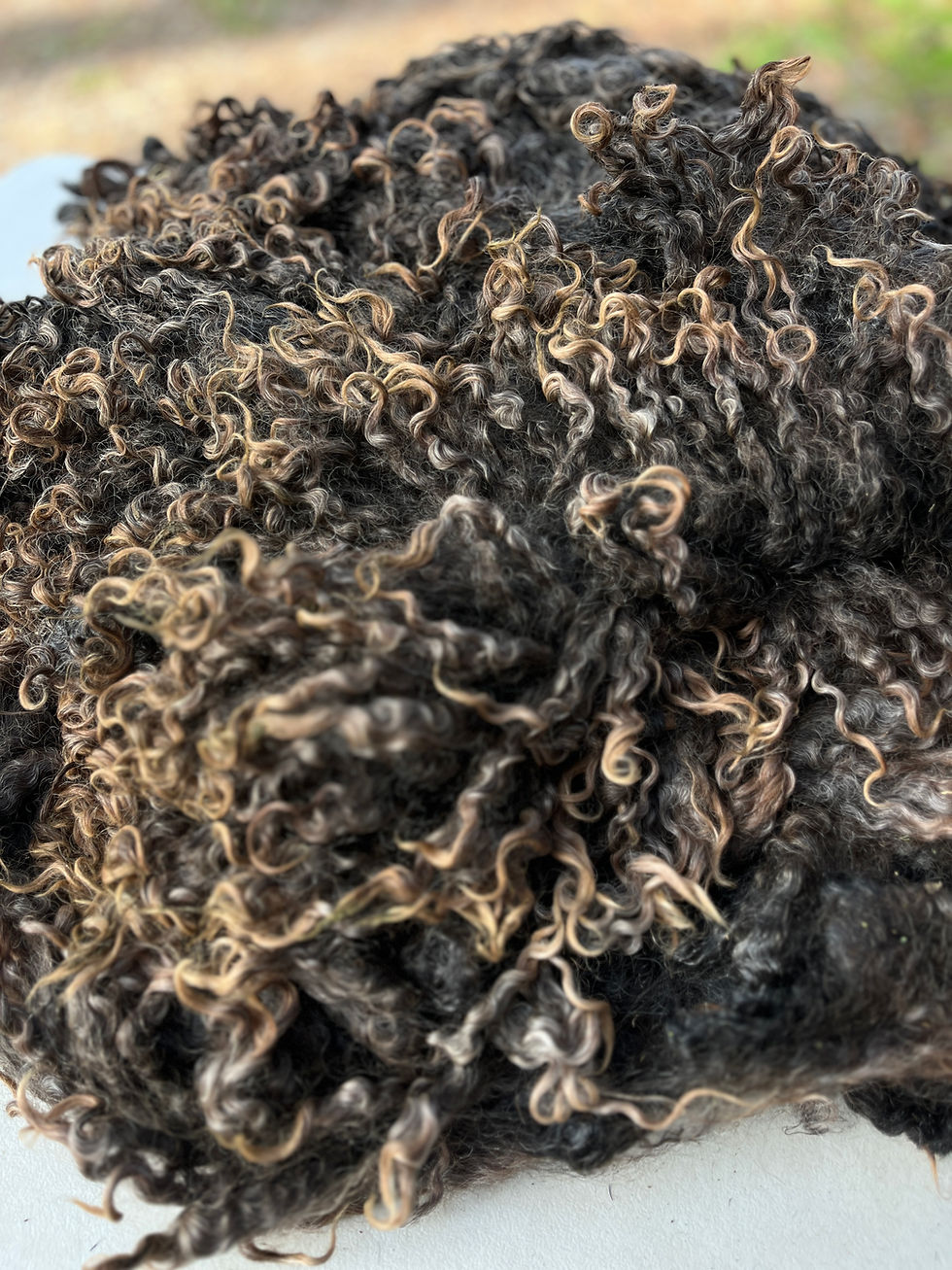 Thumbnail: Sophie #816 – 6lb Black Wensleydale Raw Fleece Wool for Spinning & Fiber Crafts
