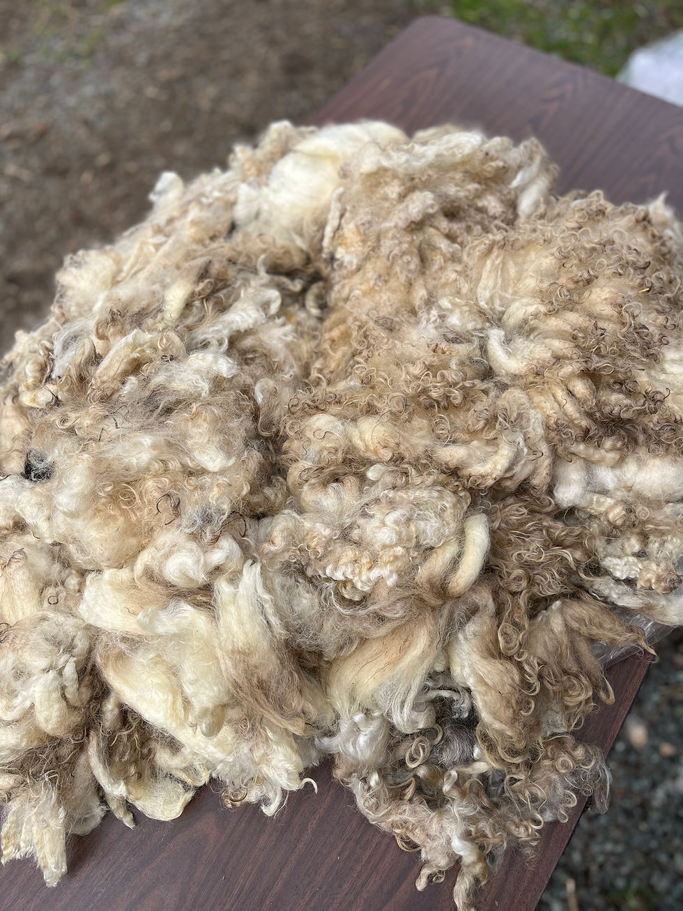 Gabby #861 - 5.5lb F1 Valais White Wool Raw Fleece for Fiber Crafts