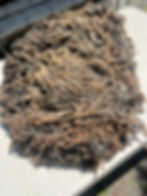 Helene #899 - 6 lbs of Wensleydale Raw Fleece Black Brown Wool Fiber