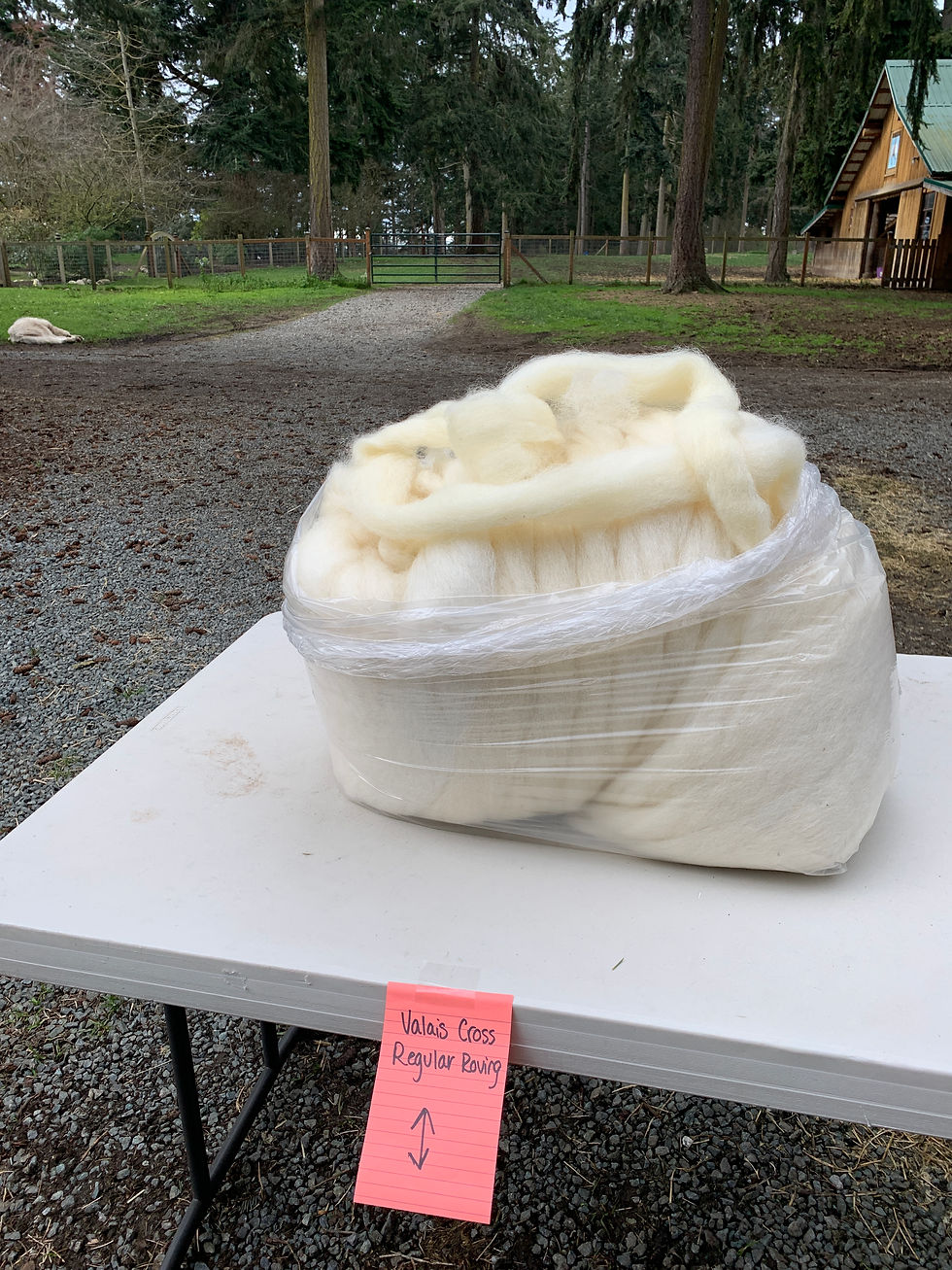 Thumbnail: Valais Blacknose Cross White Regular Roving