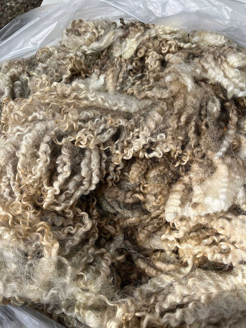 Thumbnail: Pima #917 - Wensleydale Raw Fleece Natural White Wool Fiber 1/31/25