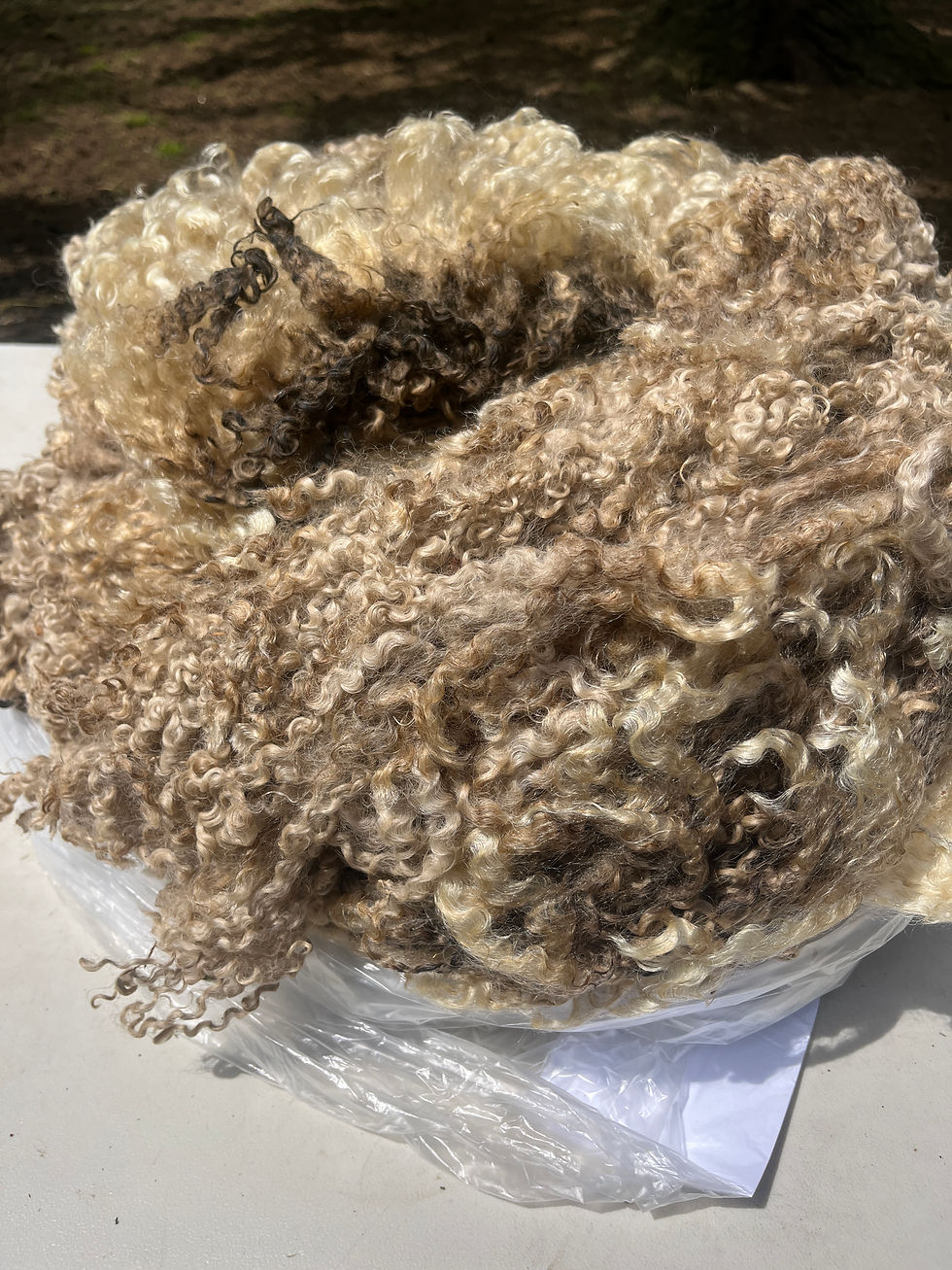 Thumbnail: Minnie #887 - 7 lbs of Wensleydale Raw Fleece White Wool Fiber