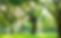 trees.jpg