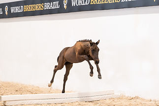 Lote 6 - Cali--6.jpg