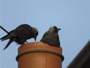 Birds Nesting in Chimneys: A Seasonal Safety Concern for Wirral, Chester, and Ellesmere Port