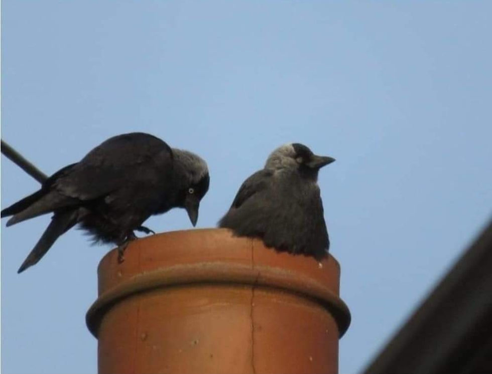Jackdaws Nesting on Chimney Pot