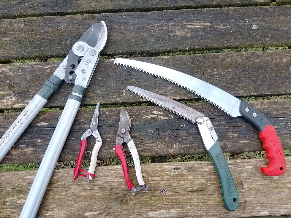 From left to right - loppers, secateurs and pruning saws. Narrow bladed secateurs are great for fitting into small gaps. Folding pruning saws are easy to slip into a pocket, but the larger non-folding types often cut much more easily.
