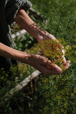 The Natural Gardener gardening consultation examining wildlife garden plants