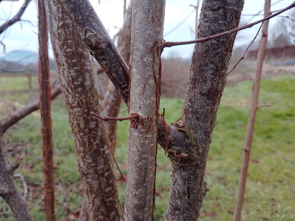 These two branches are crossing in my hazel, with the diagonal branch rubbing up against the central vertical one...