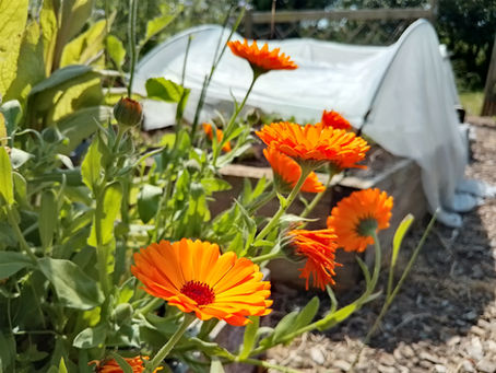 Marigolds shining in the sun, while in the background wilted vegetables cool down under shade netting