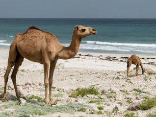 Kuwait's Wildlife and Nature Reserves: Preserving Biodiversity