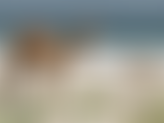 Kuwait's Wildlife and Nature Reserves: Preserving Biodiversity