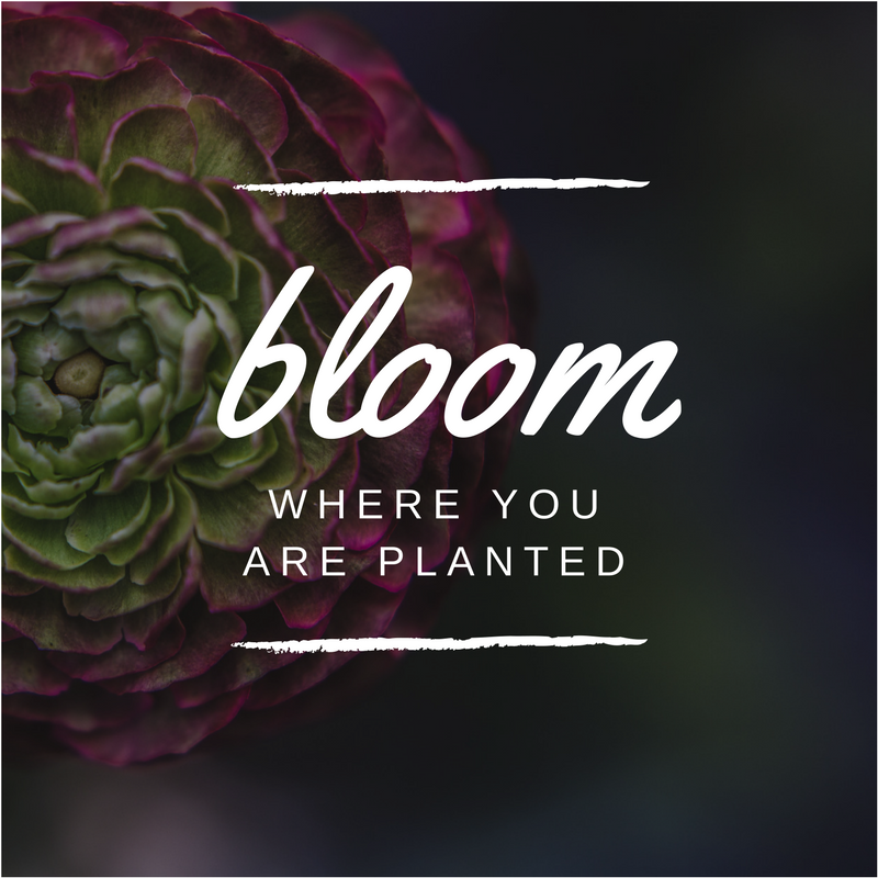 //A Flower Doesn't Compete With The Flower Next To It...//