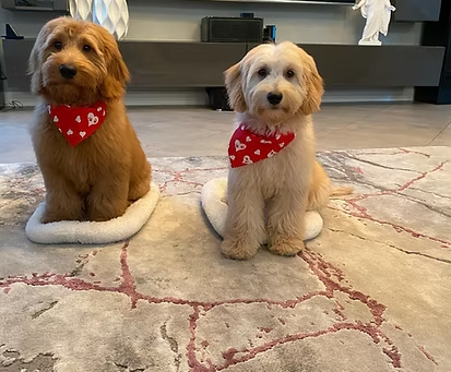 Goldendoodle Puppies