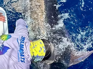 Best Time for Marlin Fishing in Los Sueños Costa Rica
