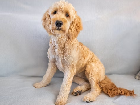 F1B Goldendoodle  