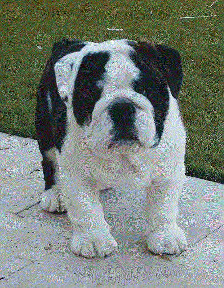 Fututre Sire .GIF