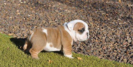 Moose Past pup .JPG