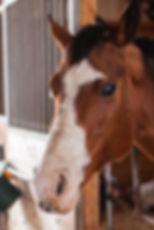Horseback riding in La Fortuna, Costa Rica!